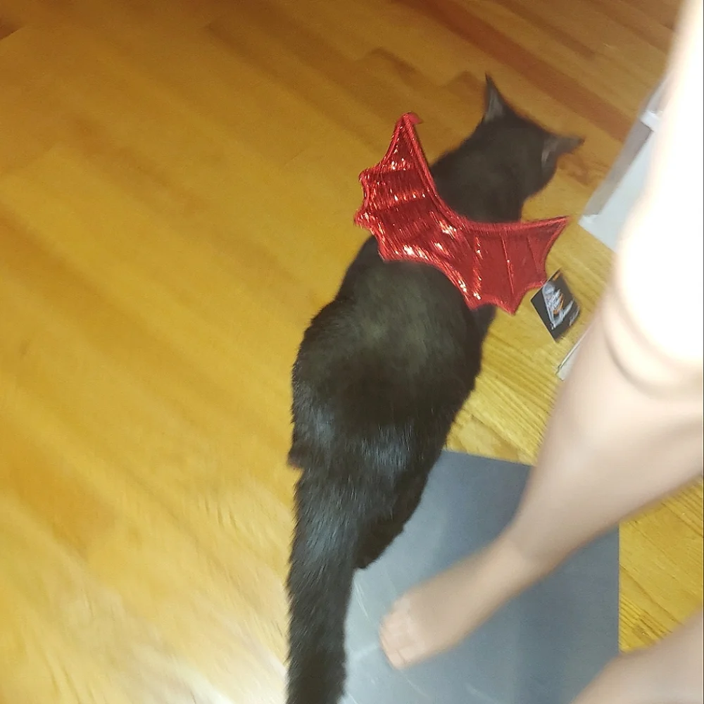 Hyde and eek Sparkly Red Cat Devil wings Halloween Costume